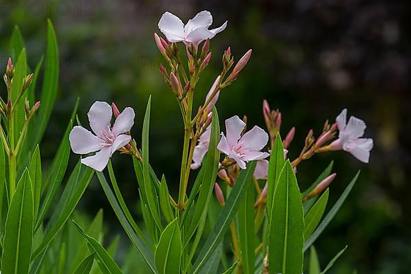 Flowering oleander,