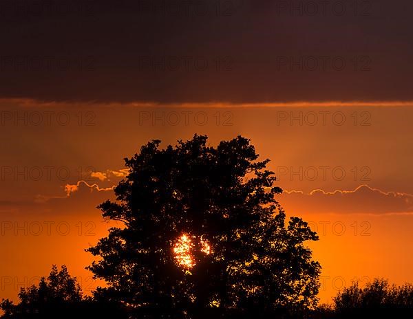 Setting sun behind an european ash,