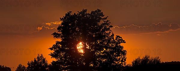 Setting sun behind an european ash,