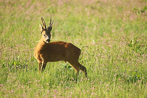 European roe deer,