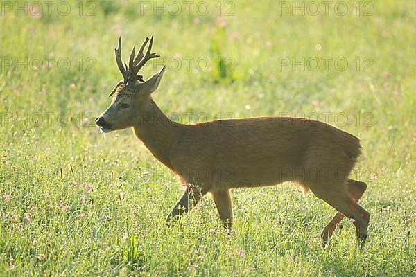 European roe deer,