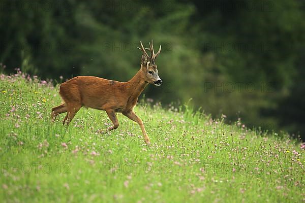 European roe deer,