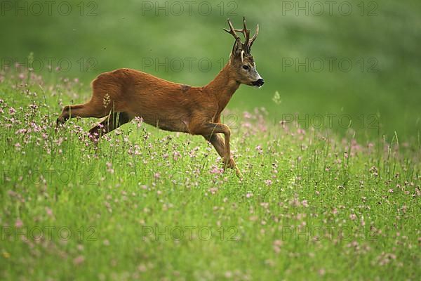 European roe deer,