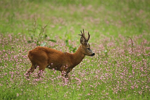 European roe deer,