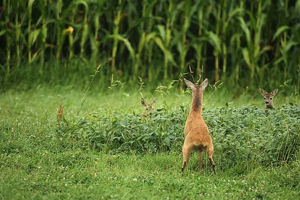 European roe deer,