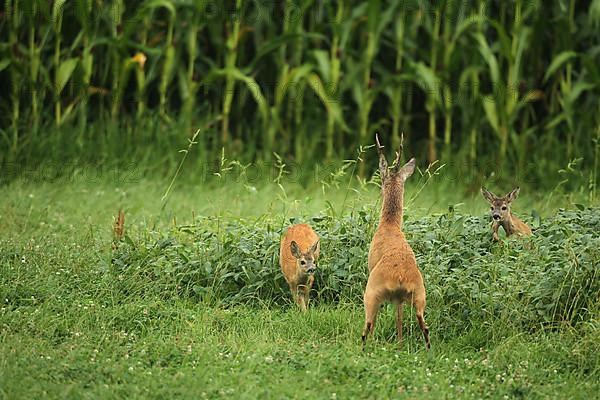 European roe deer,