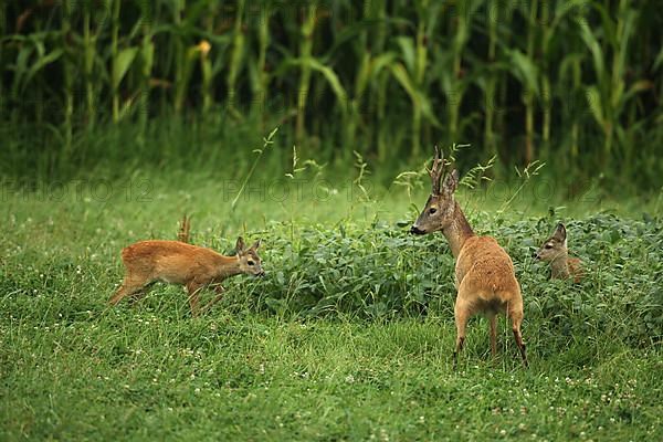 European roe deer,