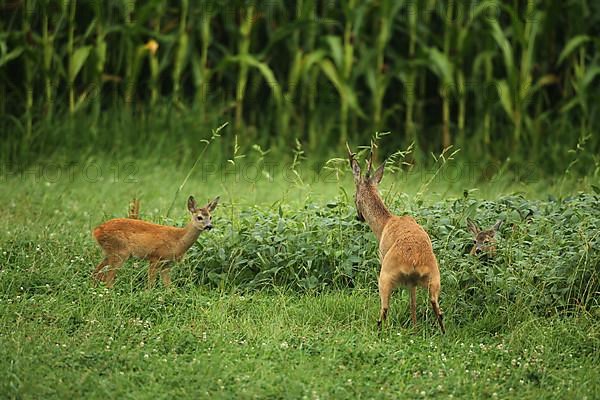 European roe deer,