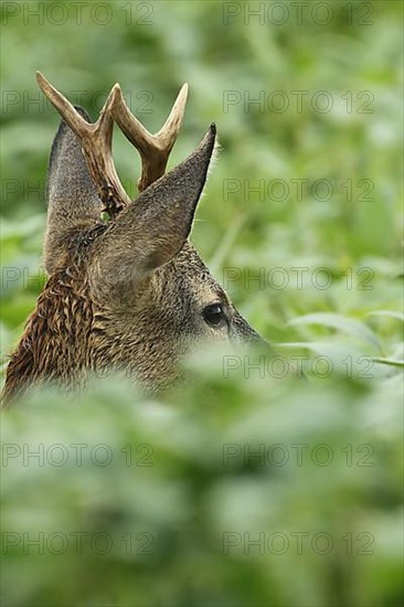 European roe deer,