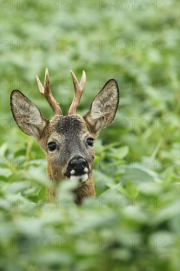 European roe deer,