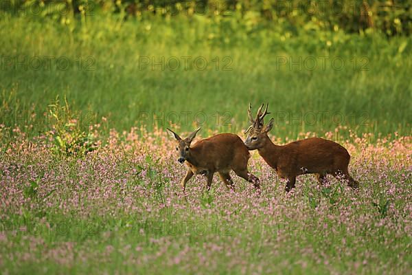 European roe deer,