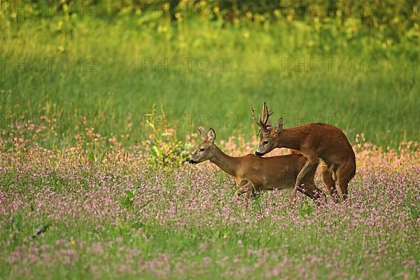 European roe deer,