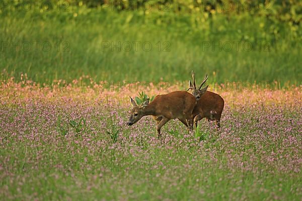 European roe deer,