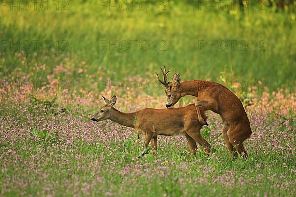 European roe deer,