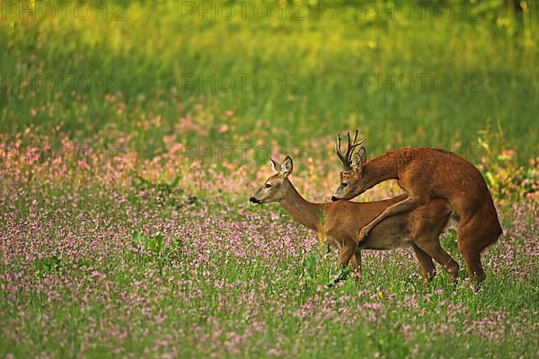 European roe deer,