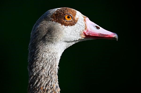 Egyptian goose,