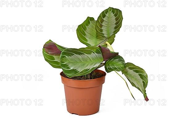 Exotic 'Maranta Leuconeura Silver Band' houseplant in flower pot on white background,