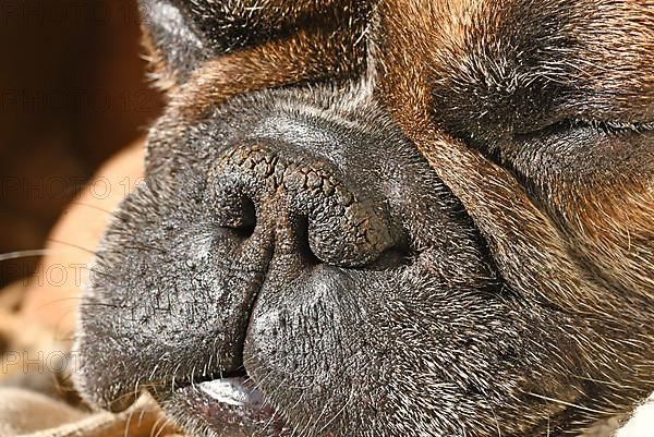 Dry brachycephalic dog nose with narrow nostrils of a French Bulldog,