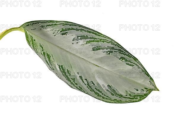 Single leaf of tropical 'Aglaonema Silver Bay' houseplant with silver pattern on white background,