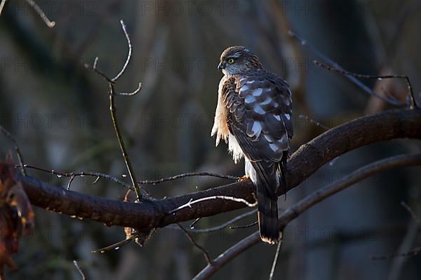 Eurasian sparrowhawk,