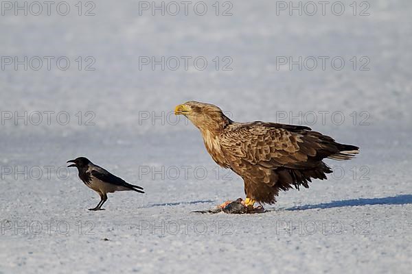 White-tailed eagle,