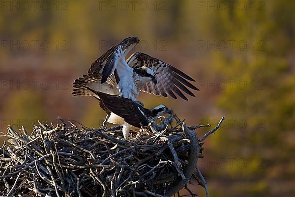 Western osprey,