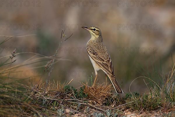 Tawny Pipit,