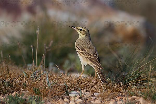 Tawny Pipit,