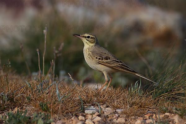 Tawny Pipit,