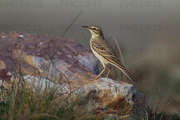 Tawny Pipit,