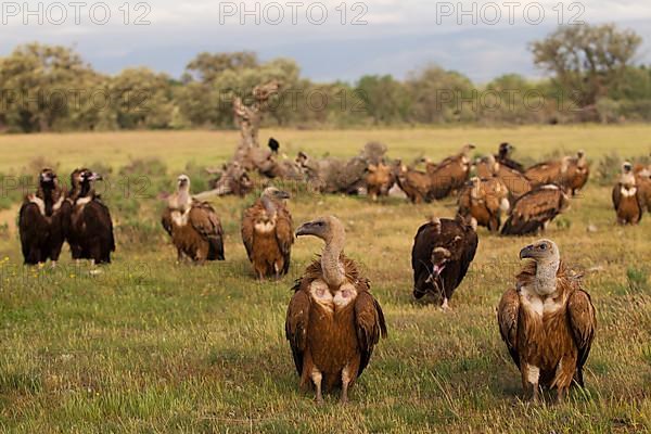 Griffon Vulture,