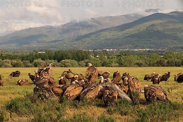 Griffon Vulture,