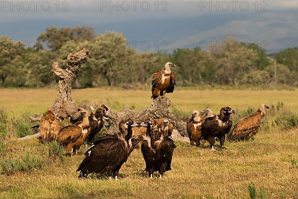 Griffon Vulture,