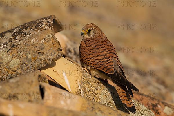 Lesser Kestrel,