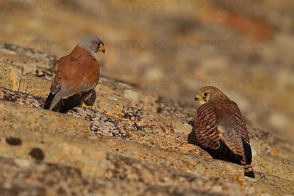 Lesser Kestrel,