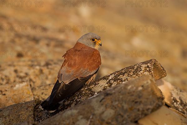 Lesser Kestrel,