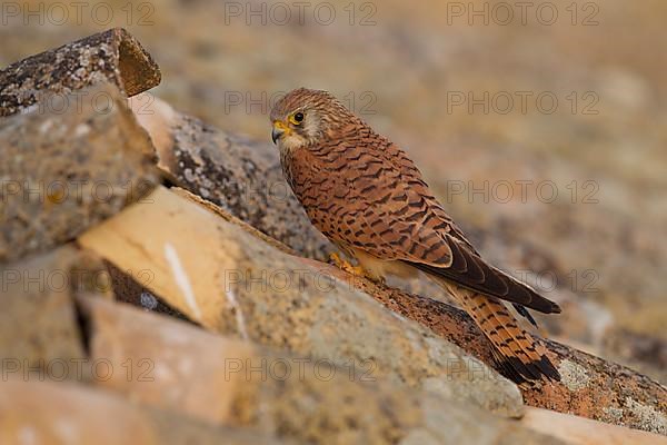 Lesser Kestrel,