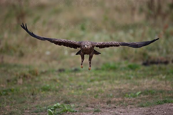 Lesser Spotted Eagle,