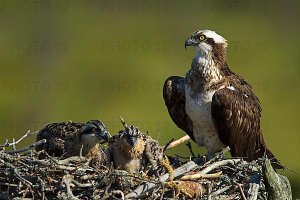 Western osprey,