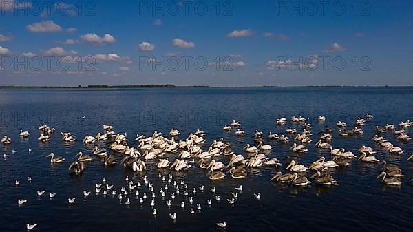 Great white pelican,