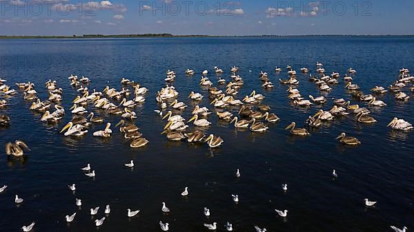 Great white pelican,