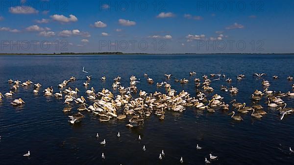 Great white pelican,