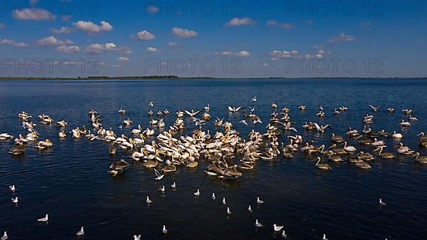 Great white pelican,