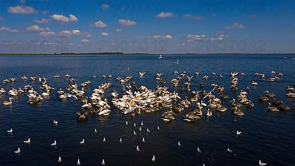 Great white pelican,