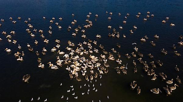 Great white pelican,