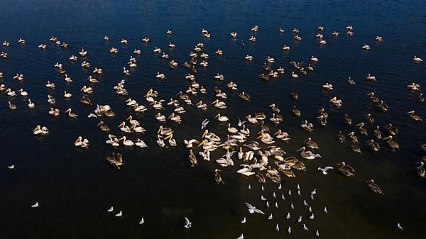 Great white pelican,