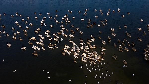 Great white pelican,