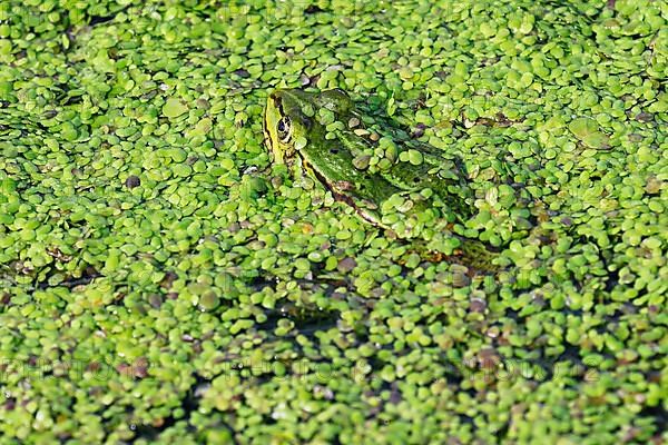Water frog also green frog,