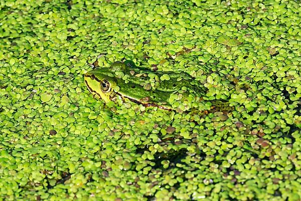 Water frog also green frog,