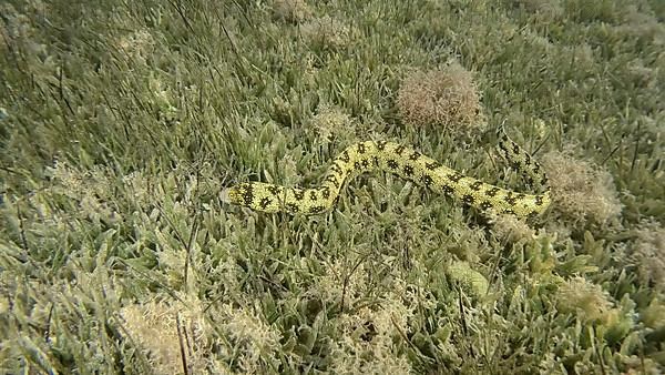 Close-up of Moray slowly swims in green seagrass. Snowflake moray,